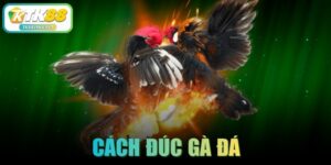 Cách đúc gà đá