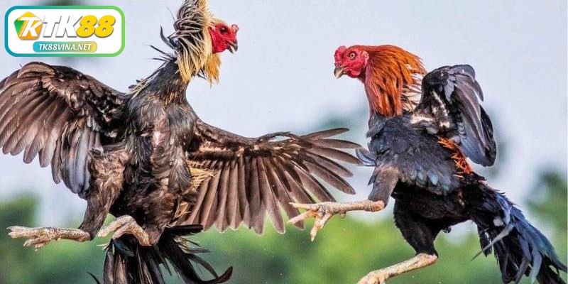 Lý do người chơi cần phải hiểu rõ các thuật ngữ trong đá gà